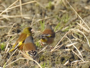 Grey-capped Greenfinch 徳島市川内町 Tue, 2/23/2021