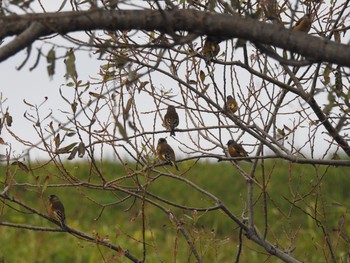 Grey-capped Greenfinch 吉野川河口 Tue, 11/26/2019