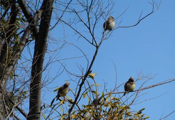 2021年2月23日(火) 東高根森林公園の野鳥観察記録