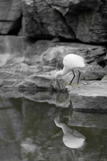 Little Egret Osaka Tsurumi Ryokuchi Fri, 2/19/2021