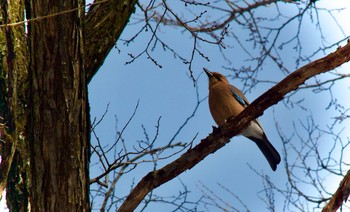 Eurasian Jay(brandtii) 富丘西公園 Sat, 2/20/2021