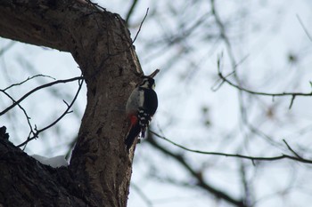 2021年2月20日(土) 富丘西公園の野鳥観察記録