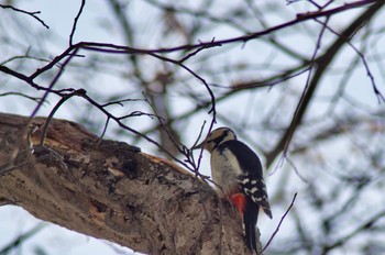 Great Spotted Woodpecker 富丘西公園 Sat, 2/20/2021