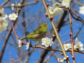 メジロ 境川(境橋付近) 2021年2月23日(火)