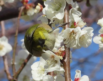 メジロ 境川(境橋付近) 2021年2月23日(火)