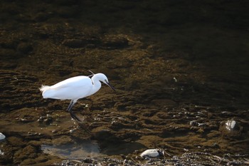 ダイサギ 小牧山(合瀬川) 2021年2月23日(火)