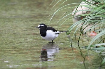 Japanese Wagtail Kyoto Gyoen Tue, 2/16/2021