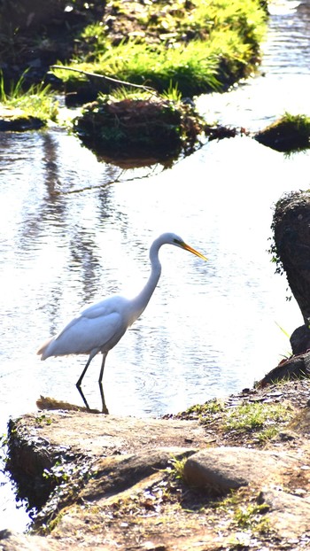 2021年2月21日(日) 稲城上谷戸大橋の野鳥観察記録