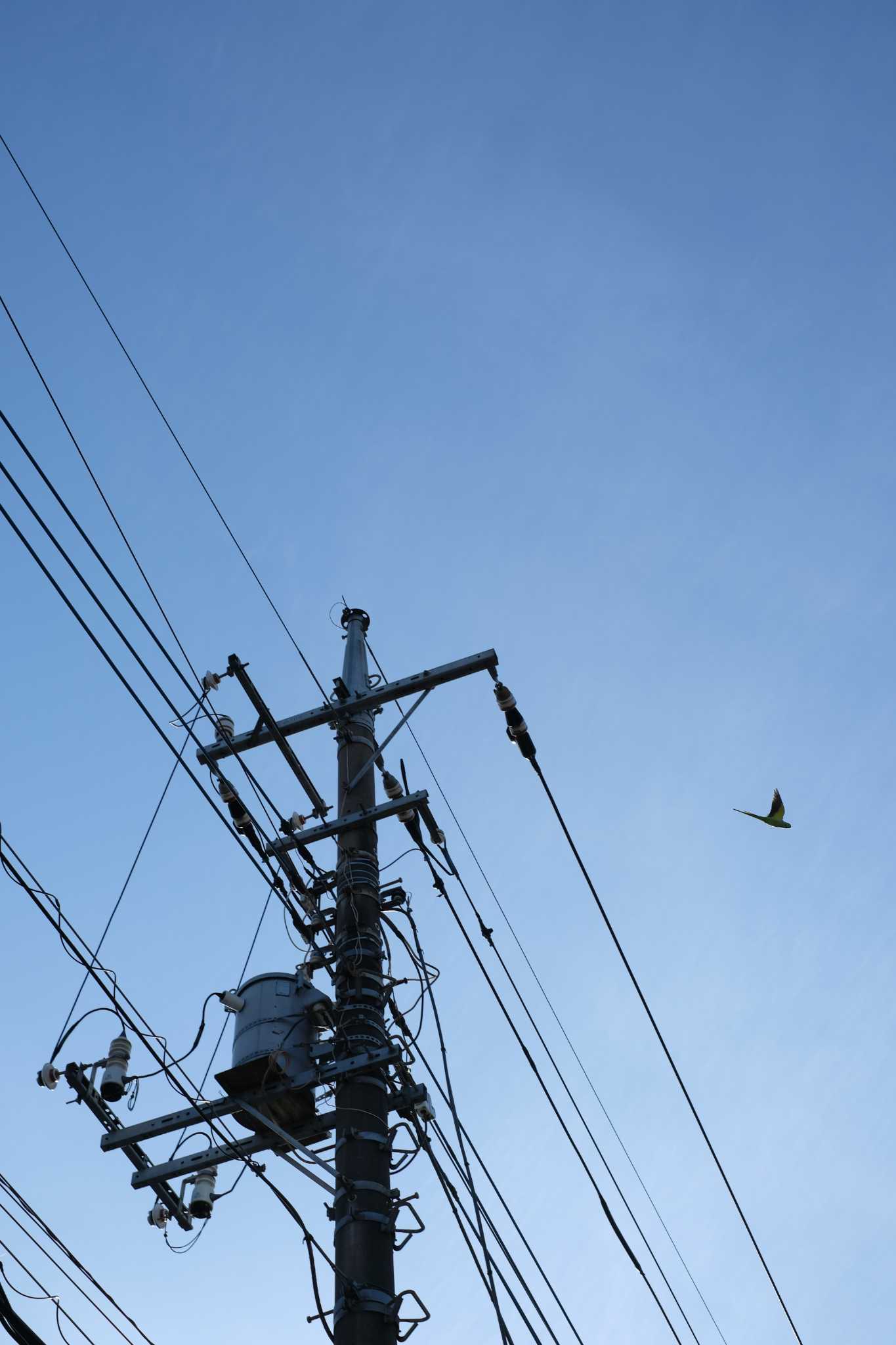 Photo of Rose-ringed Parakeet at 埼玉県所沢市 by chiba