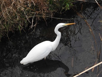 Great Egret 境川親水地公園 Tue, 2/23/2021