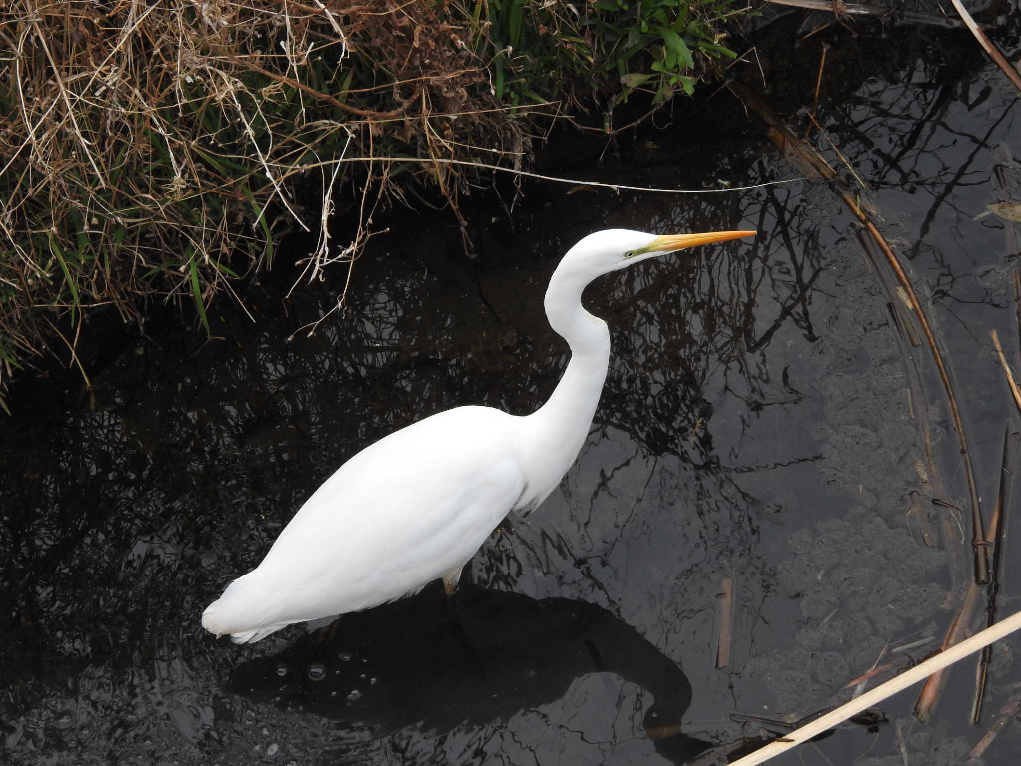 Photo of Great Egret at 境川親水地公園 by きよ