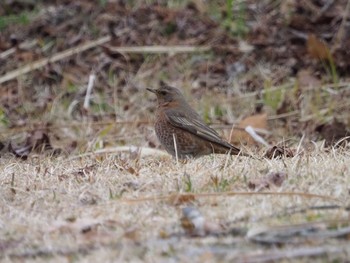 ハチジョウツグミ 神戸市立森林植物園 2021年2月23日(火)