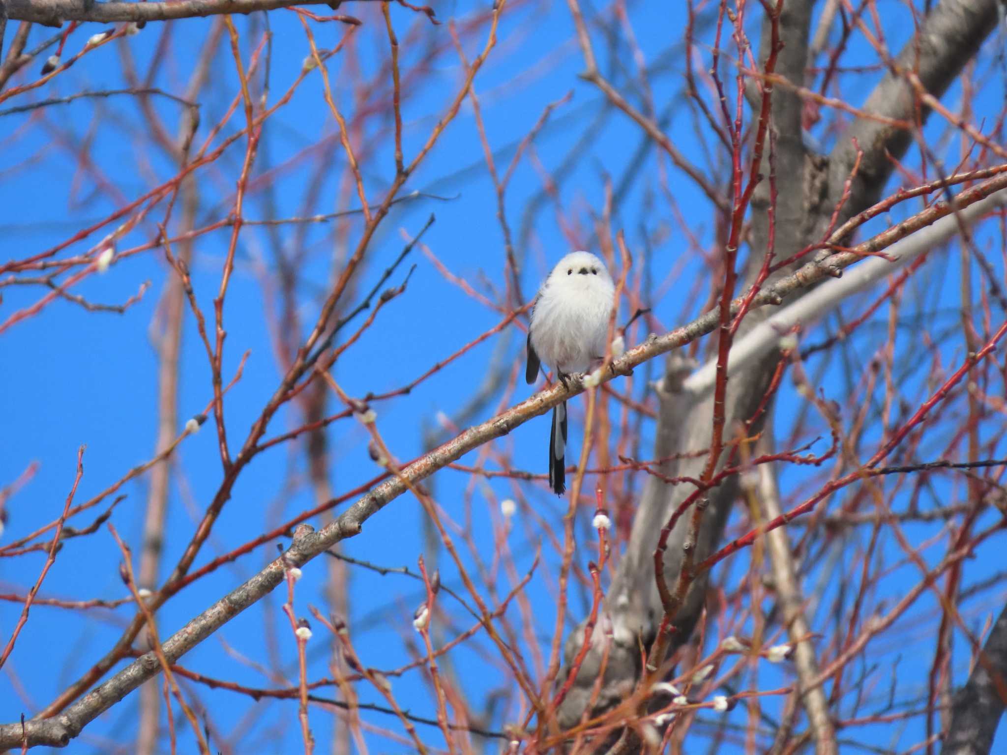 Photo of Long-tailed tit(japonicus) at  by くまちん