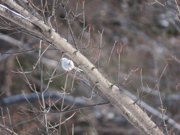 Long-tailed tit(japonicus) Unknown Spots Tue, 2/23/2021