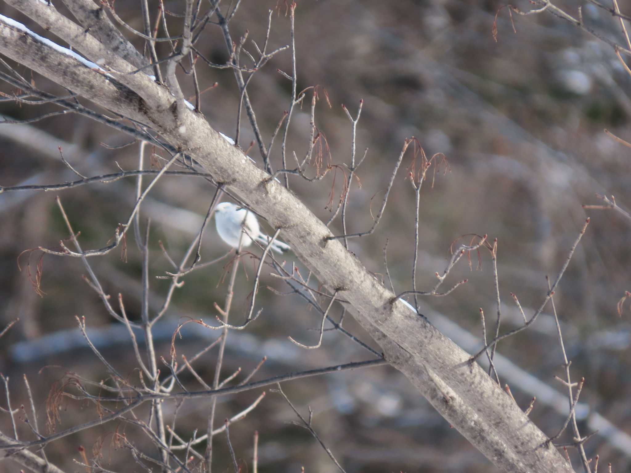 Photo of Long-tailed tit(japonicus) at  by くまちん