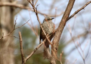 ヒヨドリ 北山緑化植物園 2021年2月23日(火)