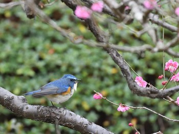 Red-flanked Bluetail Unknown Spots Tue, 2/23/2021