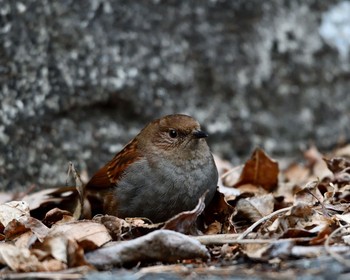 Japanese Accentor Unknown Spots Sat, 1/14/2017