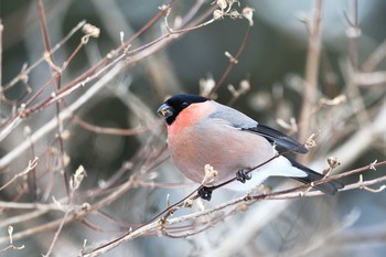 Eurasian Bullfinch 北海道 Tue, 2/23/2021