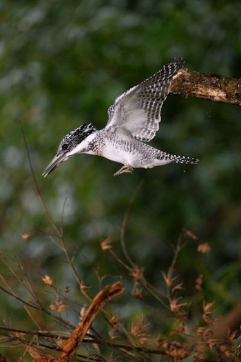 Crested Kingfisher Unknown Spots Sat, 2/27/2016