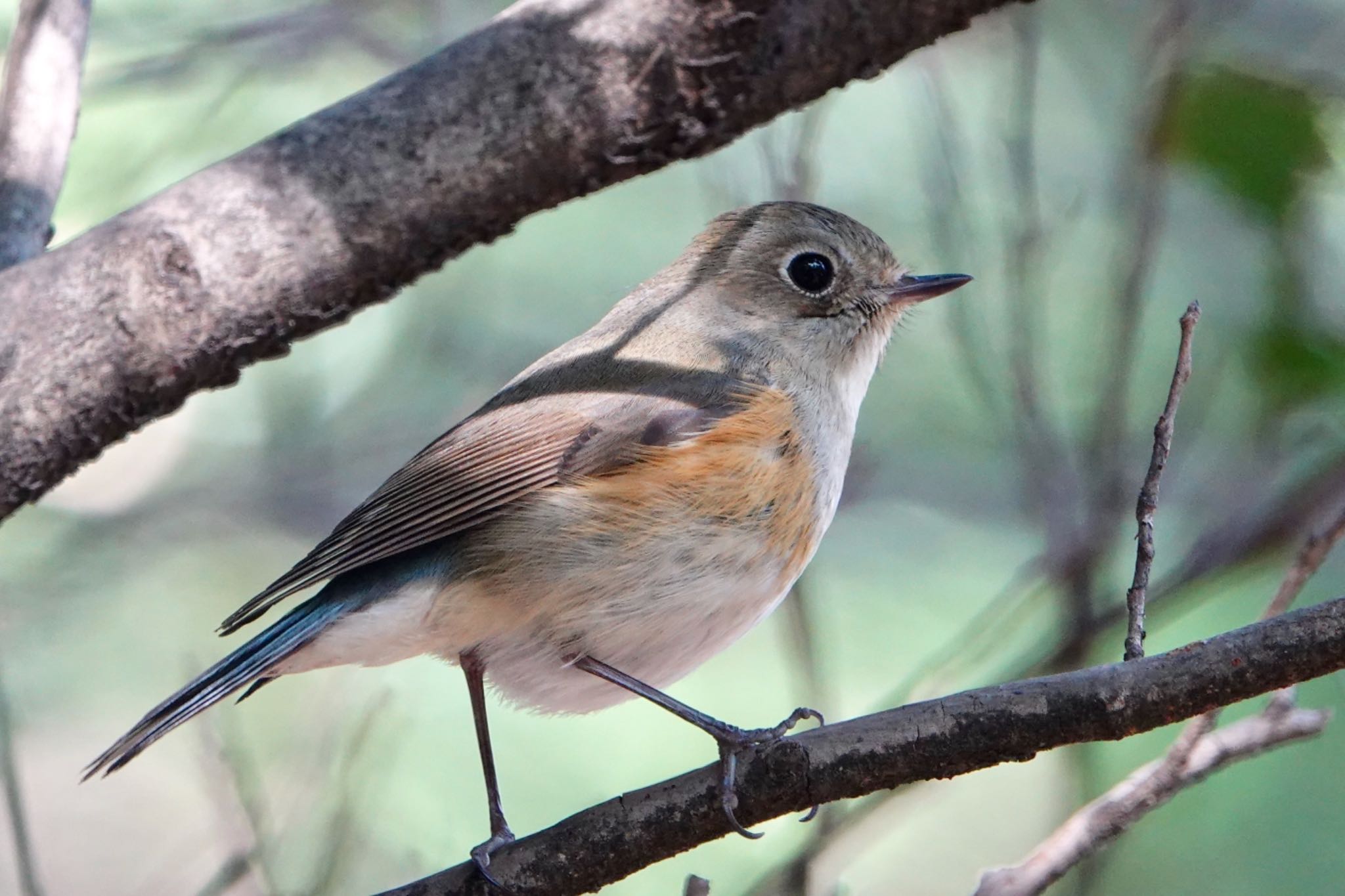 Photo of Red-flanked Bluetail at 東京都 by ひじり