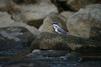 Crested Kingfisher Unknown Spots Sun, 2/28/2016