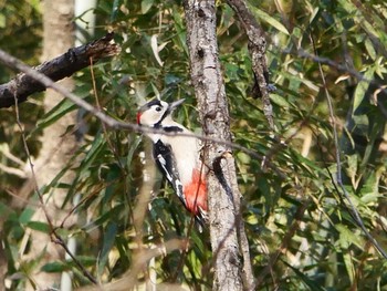 Great Spotted Woodpecker 秋ヶ瀬公園(野鳥の森) Tue, 2/23/2021