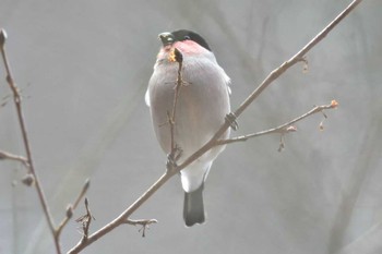 ウソ 早戸川林道 2015年2月21日(土)