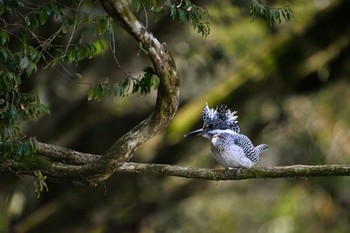 Crested Kingfisher Unknown Spots Sun, 2/28/2016