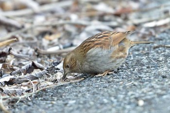 カヤクグリ 早戸川林道 2015年2月21日(土)