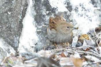 カヤクグリ 早戸川林道 2015年2月21日(土)