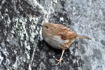 カヤクグリ 早戸川林道 2015年2月21日(土)