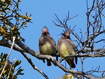 Japanese Waxwing 秋ヶ瀬公園(野鳥の森) Tue, 2/23/2021