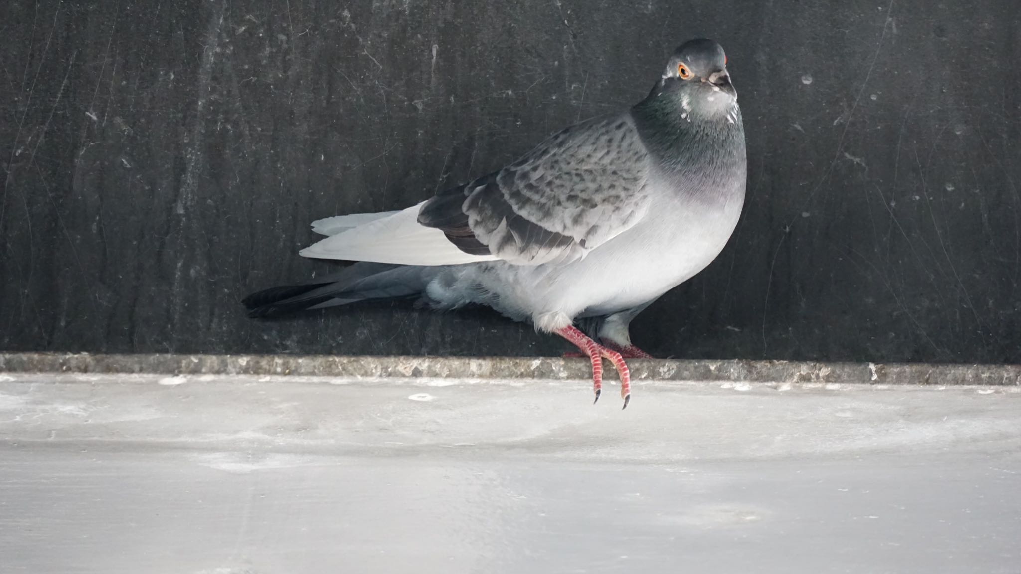 芝川第一調節池(芝川貯水池) カワラバトの写真 by ツピ太郎