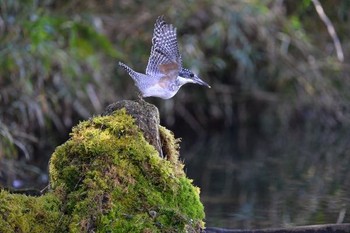 Crested Kingfisher Unknown Spots Sun, 2/28/2016