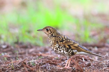 White's Thrush Unknown Spots Sun, 2/21/2021