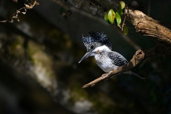 Crested Kingfisher Unknown Spots Sun, 2/28/2016