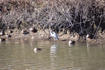 2021年2月23日(火) 芝川第一調節池(芝川貯水池)の野鳥観察記録