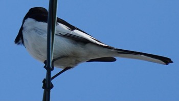 2021年2月23日(火) 芝川第一調節池(芝川貯水池)の野鳥観察記録