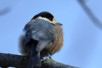 Varied Tit Hattori Ryokuchi Park Tue, 2/23/2021