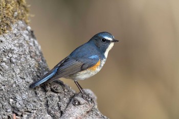 Red-flanked Bluetail Hattori Ryokuchi Park Tue, 2/23/2021