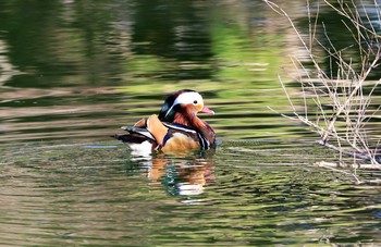 Mandarin Duck Machida Yakushiike Park Sat, 1/9/2021