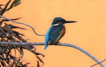 Common Kingfisher 豊ヶ丘南公園 Sat, 1/16/2021