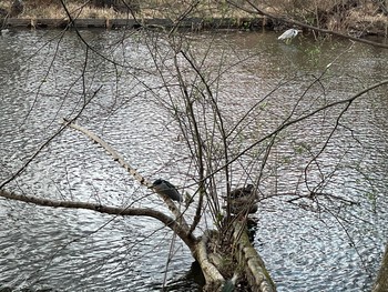 Black-crowned Night Heron Shakujii Park Tue, 2/23/2021