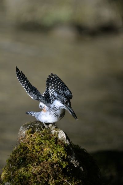  ヤマセミの写真 by Yukihiro  Inoue