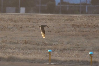 Tue, 2/23/2021 Birding report at 東京都多摩地域