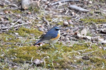 Red-flanked Bluetail 千里南公園 Tue, 2/23/2021