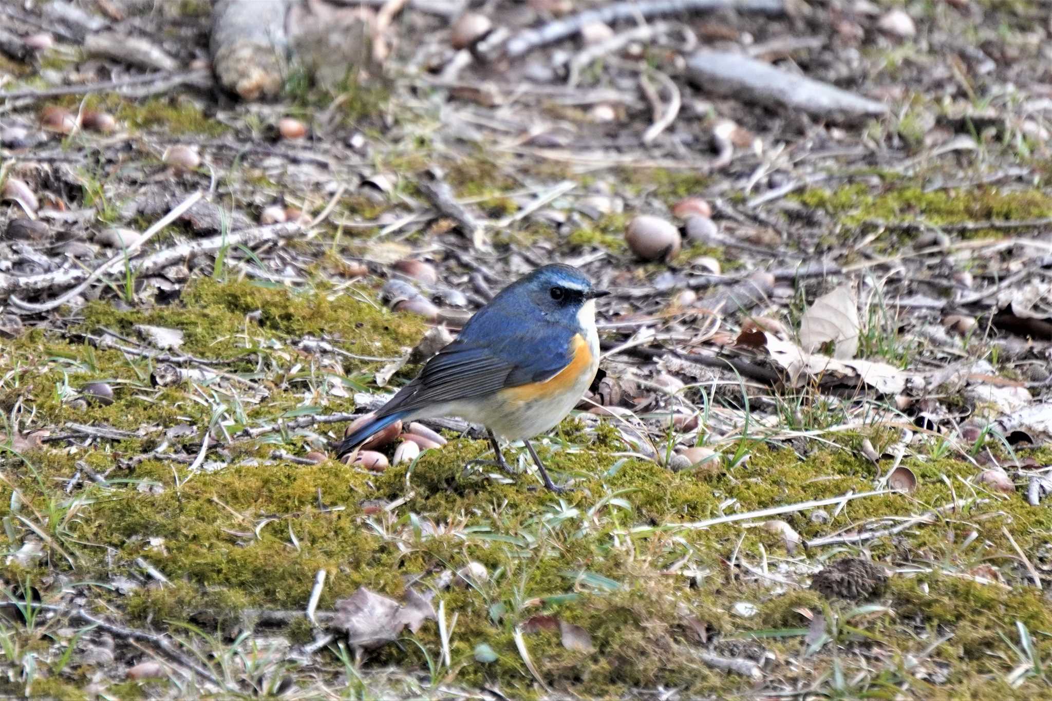 Photo of Red-flanked Bluetail at 千里南公園 by BARD9800