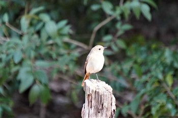 Daurian Redstart 千里南公園 Tue, 2/23/2021