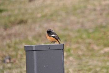 ジョウビタキ 千里南公園 2021年2月23日(火)